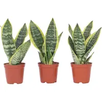 FloraStore Sansevieria Laurentii - Set van 3 - Vrouwentong - Pot 12cm - Hoogte 30-40cm - Sansevieria P12 x3