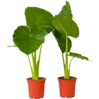 FloraStore Alocasia Odora - Set van 2 - 'Olifantsoor' - Pot 17cm - Hoogte 55-75cm - Alocasia Odora P17 x2