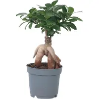 Plant in a Box Ficus Ginseng - Japanse Bonsai - Pot 12cm - Hoogte 30-40cm - Ficus Ginseng P12