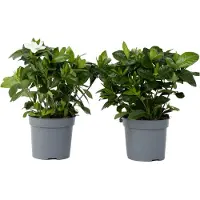 FloraStore Gardenia Jasminoides - Set van 2 - Jasmijn - Pot 13cm - Hoogte 20-30cm - Gardenia P13 x2