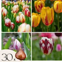 Plant in a Box Tulpenbollen - Set van 30 - Tulipa'Flaming Beauty Mix'- Bloembollen