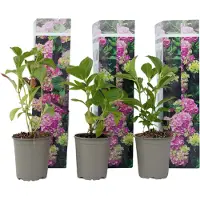 FloraStore Hydrangea macrophylla - Roze - Set van 3 - Hortensia - Pot 9cm - Hoogte 25-40cm - Hortensia x3 - Pink