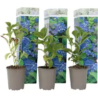 FloraStore Hydrangea macrophylla - Blauw - Set van 3 - Hortensia - Pot 9cm - Hoogte 25-40cm - Hortensia x3 - Blue