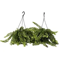 FloraStore Aeschynantus Twister - Set van 2 - Lippenstiftplant - Pot 15cm - Hoogte 20-30cm - Hang Aeschynanthus P15 x2