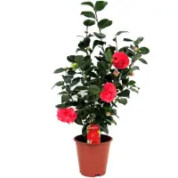 FloraStore Camellia Japonica - Japanse Roos - Tuinplant - Pot 19cm - Hoogte 60-70cm Camellia Japonica P19