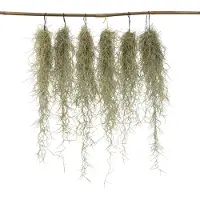 FloraStore - Set van 6 Tillandsia Usneoides 'Baard tillandsias' - Luchtplantjes - Kamerplanten - Decoratie - Hoogte 25-50cm