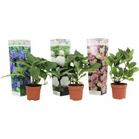 FloraStore - Mix van 3 Hydrangea macroph. - Hortensia mix - pot 9cm - Hoogte 25-40cm