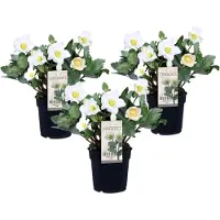 FloraStore Helleborus Mont Blanc - Set van 3 - Tuinplanten - Pot 12cm - Hoogte 20-30cm Helleborus Mont Blanc 3pack