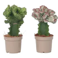 Plant in a Box - Mix van 2 - Euphorbia Lactea Cristata, Euphorbia Lactea Frankii - Vetplantenmix - Pot 12cm - Hoogte 25-30cm
