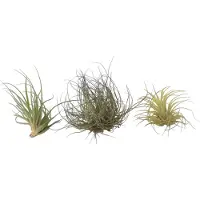 FloraStore Tillandsia - Mix van 3 - Luchtplantjes - Makkelijke verzorging - Hoogte 5-15cm Tillandsia x3