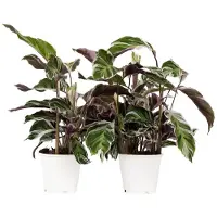 FloraStore Calathea 'Fusion White' - Set van 2 - Exotisch - Pot 14cm - Hoogte 30-40cm - Calathea Fusion White P14 x2