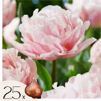 Plant in a Box Tulpenbollen - Set van 25 - Tulipa'Dreamer'- Bloembollen - Roze