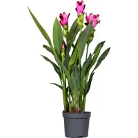 FloraStore Siamese tulp - Curcuma'Siam Splash'- Roze - Hoogte 40-60cm -⌀13cm