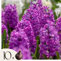 Plant in a Box Hyacintenbollen - Set van 10 - Hyacinthus'Purple Voice'- Bloembollen