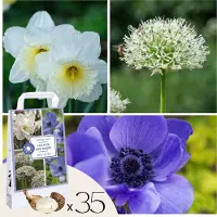 FloraStore Bloembollen - 35 stuks - Sunny Garden Box - Anemoon, Allium, Narcis