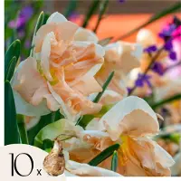 Plant in a Box Narcissen - Set van 10 - Narcissus'Apricot Whirl'- Bloembollen - Oranje