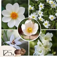 Plant in a Box Witte Zomerpracht - Set van 125 - Anemone, Allium. Gladiolus, Dahlia