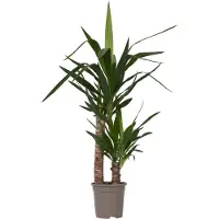 FloraStore Yucca Elephantipes - Palmlelie - Kamerpalm - Pot 17cm - Hoogte 70-80cm - Yucca P17