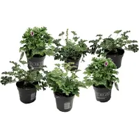 FloraStore - Anti-muggen Geraniums - Set van 6 - Winterharde tuinplanten - Pot 10.5cm - Hoogte 20-30cm