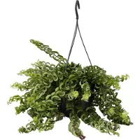 FloraStore Aeschynantus Twister - Lippenstiftplant - Hangplant - Pot 15cm - Hoogte 20-30cm Hang Aeschynanthus P15