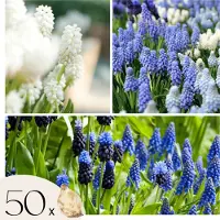 Plant in a Box Blauwe Druifjes - Set van 50 - Muscari'Magic Mix'- Bloembollen