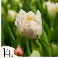 Plant in a Box Tulpenbollen - Set van 14 - Tulipa'Northcap'- Bloembollen - Geel