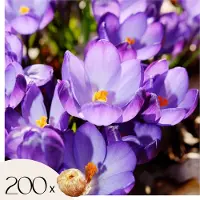 Plant in a Box Krokusbollen - Set van 200 - Crocus'Ruby Giant'- Bloembollen - Paars