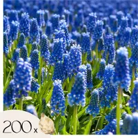 Plant in a Box Druifhyacint - Set van 200 - Muscari armeniacum - Bloembollen - Blauw