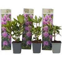 FloraStore Rhododendron Catawbiense Purple - Set van 3 - Paars - Pot 9cm - Hoogte 25-40cm - Rhododendron Purple x3