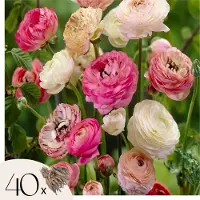 Plant in a Box Boterbloem - Set van 40 - Ranunculus - Bloembollen