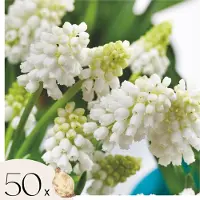 Plant in a Box Blauwe Druifjes - Set van 50 - Muscari'White Magic'- Bloembollen - Wit