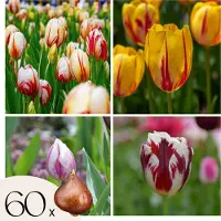 Plant in a Box Tulpenbollen - Set van 60 - Tulipa'Flaming Beauty Mix'- Bloembollen