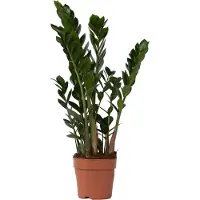 FloraStore Zamioculcas Zamiifolia - ZZ-plant - Kamerplant - Pot 17cm - Hoogte 55-65cm - Zamioculcas Zamiifolia P17
