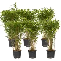 FloraStore Fargesia Gansu - Set van 6 - Niet woekerende Bamboe - Pot 17cm - Hoogte 50-70cm - Bamboo Gansu P17 x6