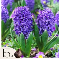Plant in a Box Hyacintenbollen - Set van 15 - Hyacinthus'Blue Trophy'- Bloembollen - Blauw