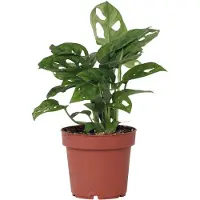 FloraStore Monstera Monkey Mask - Rimpelgatenplant - kamerplant - Pot 12cm - Hoogte 25-30cm Monkey Mask