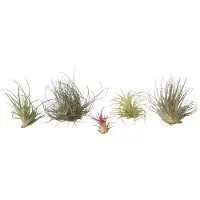 FloraStore - Tillandsia - Mix van 6 - Luchtplantjes - Kamerplanten - Decoratief - Hoogte 5-15cm