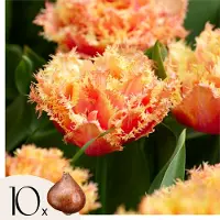 Plant in a Box Tulpenbollen - Set van 10 - Tulipa'Brisbane'- Bloembollen - Roze