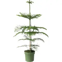 FloraStore - Araucaria Heterophylla - Norfolkden - Kamerden - Pot 21cm - Hoogte 70-80cm
