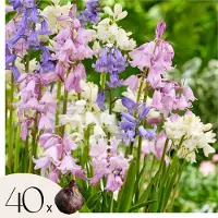 Plant in a Box Hyacint - Set van 40 - Hyacinthoides Hispanica - Bloembollen