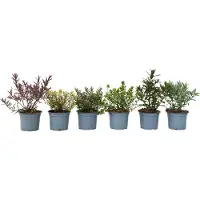 FloraStore - Hebe pinguifolia - Mix van 6 - Hebe struikveronica's - Pot 10,5cm - Hoogte 15-20cm