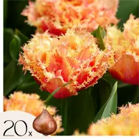 Plant in a Box Tulpenbollen - Set van 20 - Tulipa'Brisbane'- Bloembollen - Roze