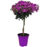 FloraStore - Bougainvillea 'Alexandra' - Bougainvillea op Stam - Paarse bloemen - Tuinplant - Pot 17cm - Hoogte 50-60cm