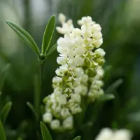 Maxifleur Kunstplanten Kunstplant Lavendel Bol UV Wit 60cm in pot