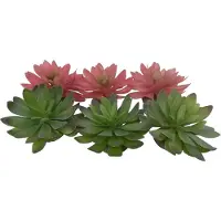 Terra Della Echeveria