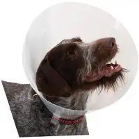 Buster Transparent Classic Collar