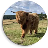 KitchenArt - Hooglander in het zonlicht – Muurcirkel Binnen - ø 80 cm - Wandcirkel - Mét Ophangsysteem - Wanddecoratie - Muurdecoratie