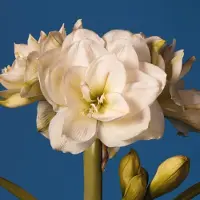 QFB Gardening Amaryllis White amadeus | 1 stuk | Snijbloem | Geschikt voor in Pot | Kamerplant | Wit | Prachtige Amaryllisbollen voor in huis | Grote bolmaat 32/34 | Ridderster