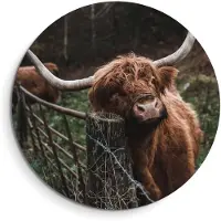 KitchenArt - Schotse Hooglander bij het hek - Muurcirkel Binnen - ø 100 cm - Wandcirkel - Mét Ophangsysteem - Wanddecoratie - Muurdecoratie