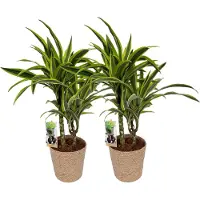 Greenis 2 x Dracena Lemon Lime with Natural Basket, pot maat Ø17, 60-70cm hoogte, kamerplanten, Inclusief mand,easy to care for, echte planten, geweldig cadeau-idee, great gift idea